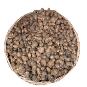 Coco Yam