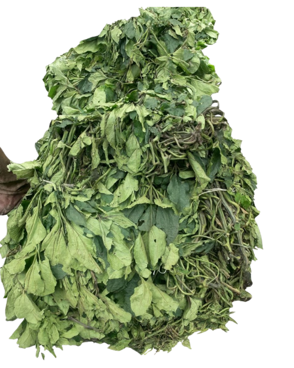 Ugwu (Fluted Pumpkin Leaves)